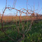 Les vignes Clos du Giron, Domaine des Grouas vin Bio, Anjou, Loire, nature, Chenin
naturedevin.com