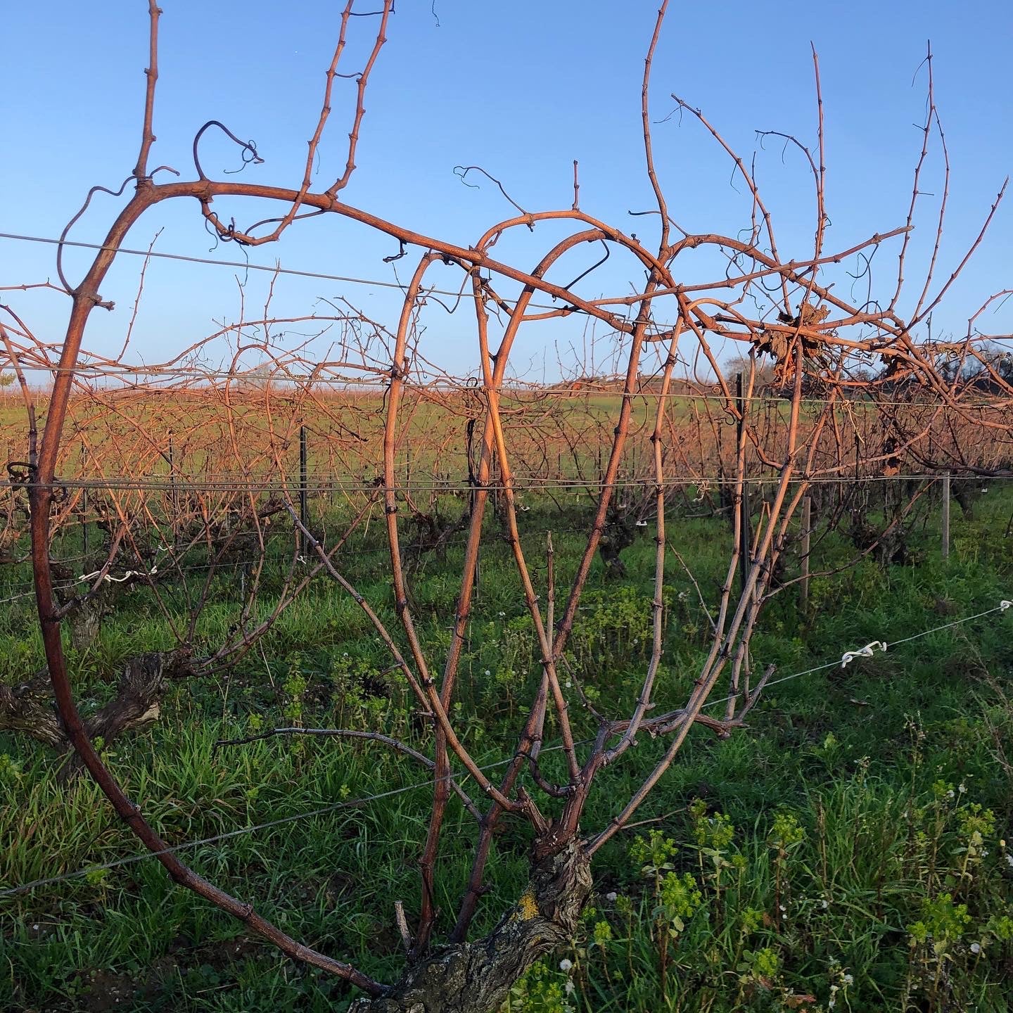 Les vignes Clos du Giron, Domaine des Grouas vin Bio, Anjou, Loire, nature, Chenin
naturedevin.com