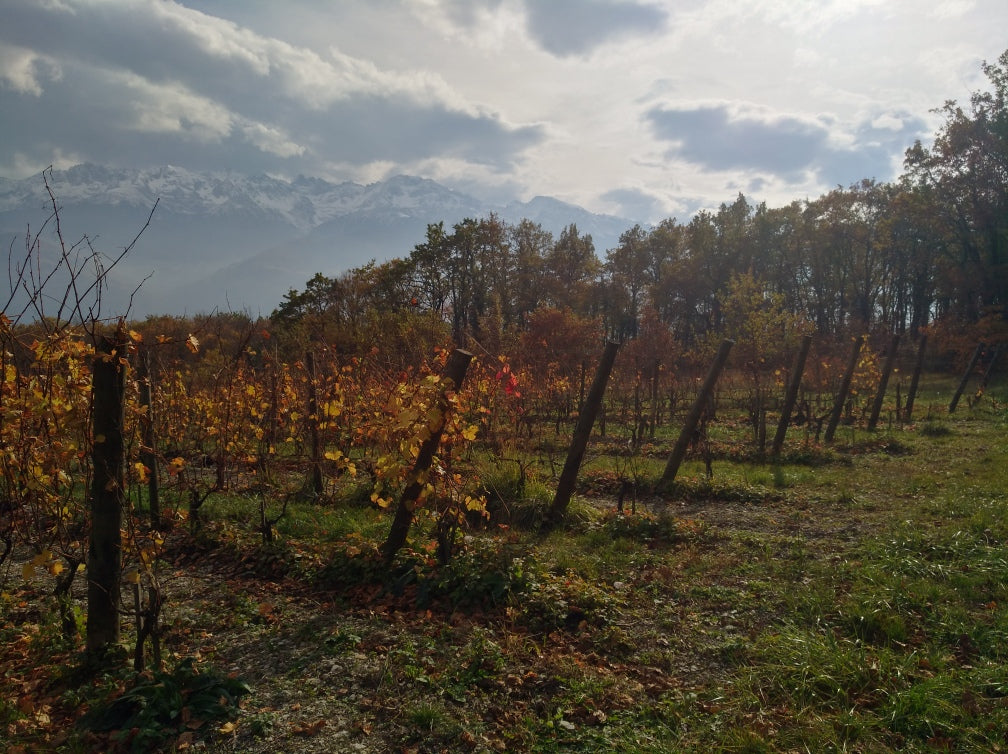 Les vignes, Domaine Finot, Isère, vin Bio, naturel, persan verdesse, etraire, rhône alpes, étonnant, cépages anciens, cépages oubliés, vin blanc bio, vin rouge bio