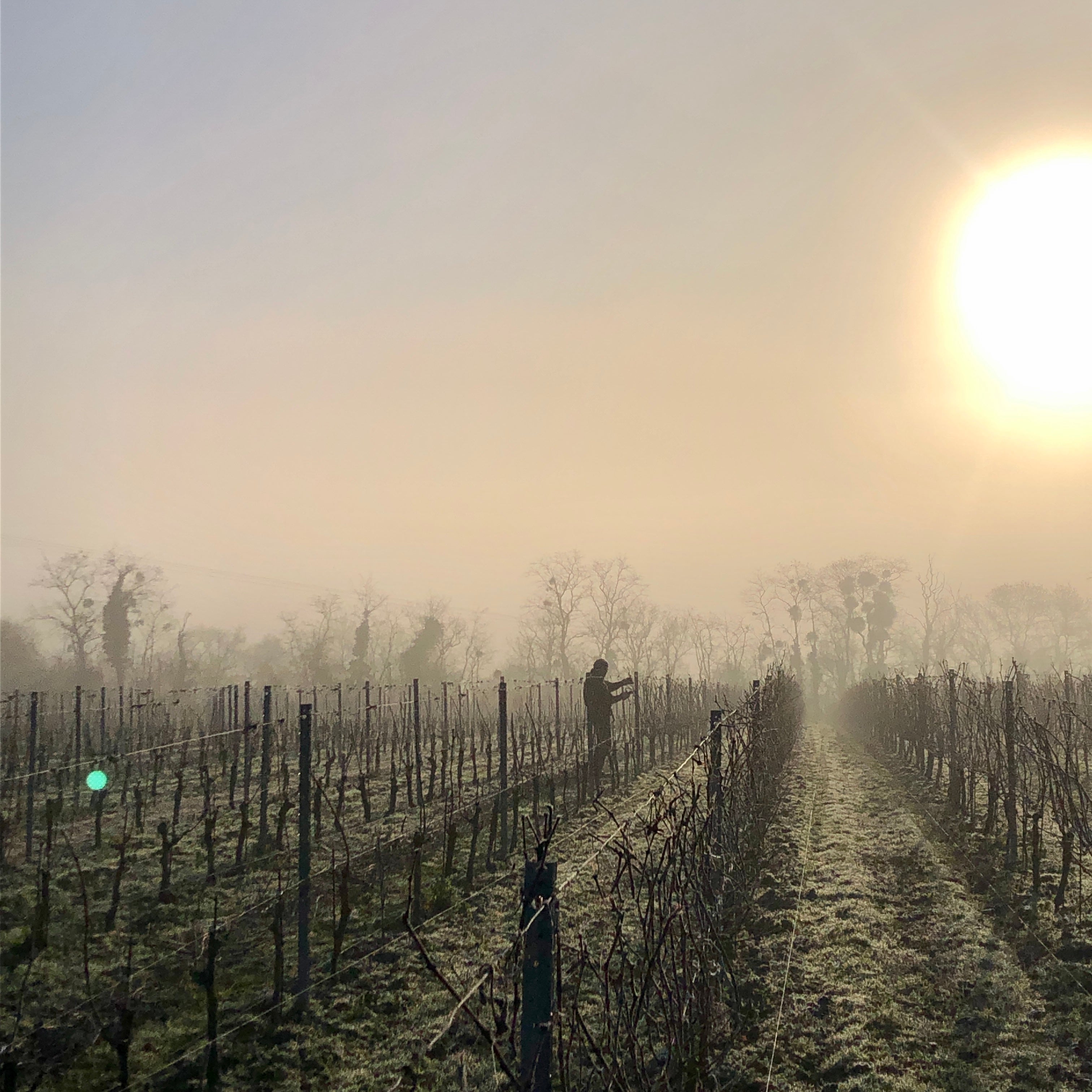 Les vignes des Onglès Domaine des Grouas naturedevin.com, vin Bio, Anjou, Loire, Chenin, nature, 