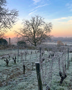 Les vignes en hiver, Domaine des Grouas vin Bio, Anjou, Loire, nature, Chenin
naturedevin.com, Clos du Giron