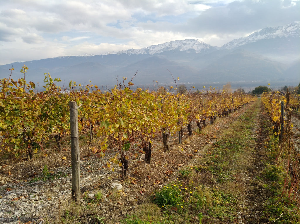 Les vignes, Domaine Finot, Isère, vin Bio, naturel, persan verdesse, etraire, rhône alpes, étonnant, cépages anciens, cépages oubliés, vin blanc bio, vin rouge bio, Montagnes