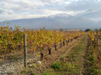 Les vignes, Domaine Finot, Isère, vin Bio, naturel, persan verdesse, etraire, rhône alpes, étonnant, cépages anciens, cépages oubliés, vin blanc bio, vin rouge bio, Montagnes