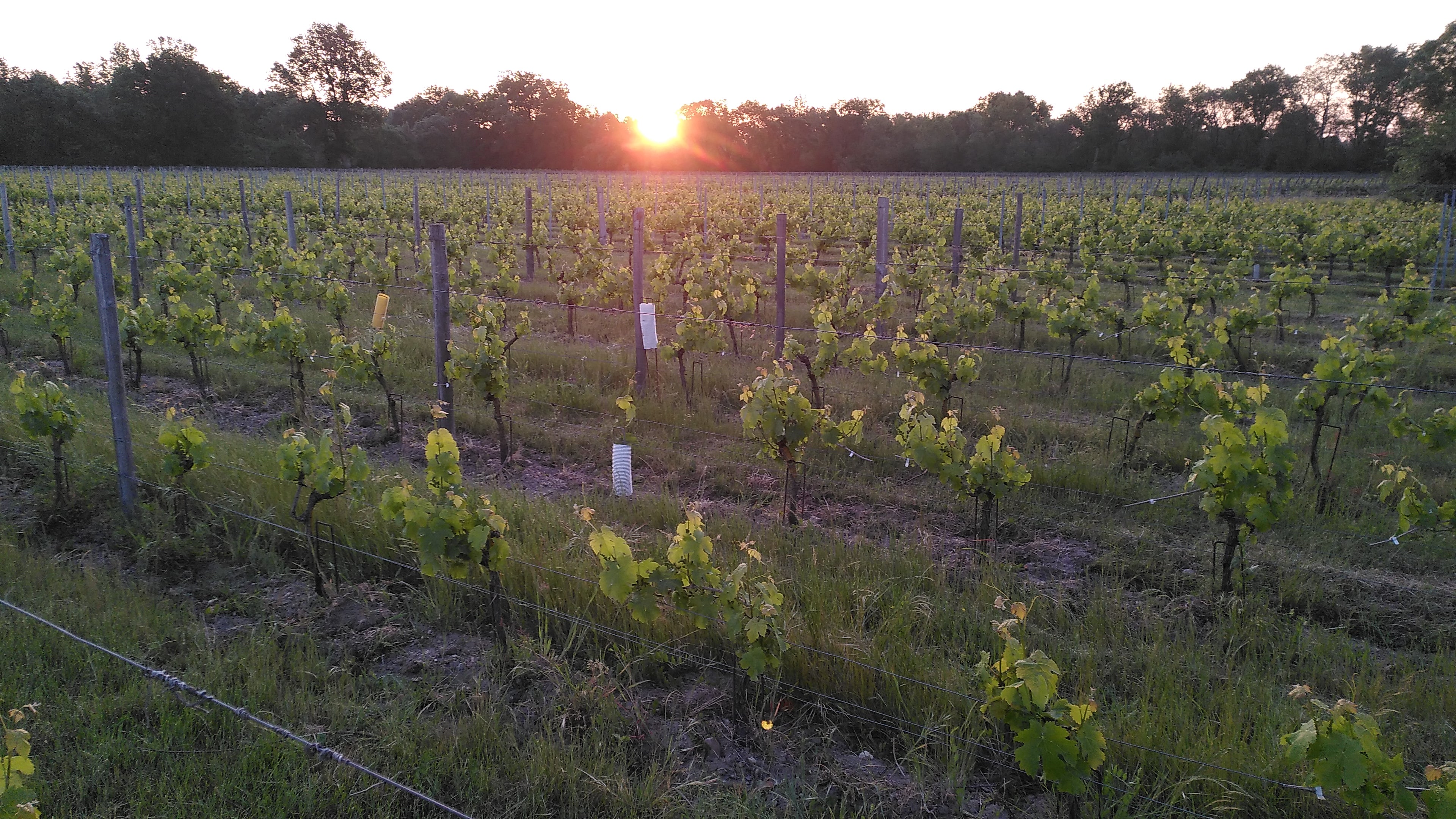 Nouvelle Lune, Domaine Laurent Herlin, Loire, Bourgueil, vin bio, bio, herlin, biodynamie, tsoin-tsoin