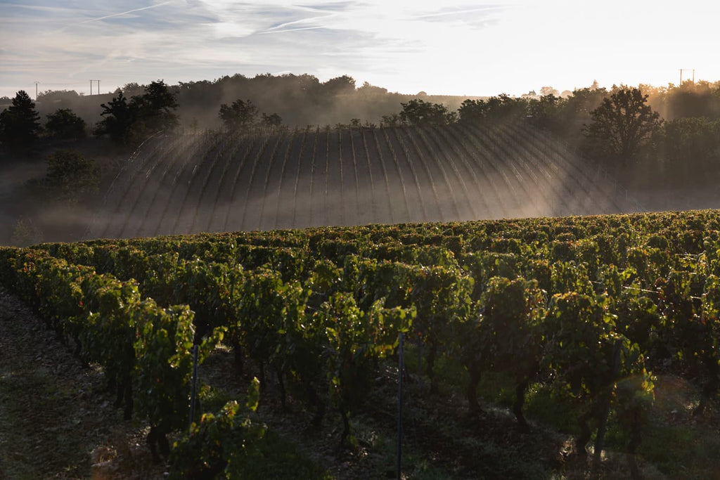 vin bio, biodynamie, cahors, malbec, côt, jouves, bio, cheval, nature, naturel, calcaires, coteaux, sain, sans sulfites, mas del périé, amphores, la roque, escures, fuck, 