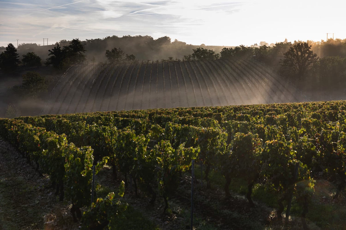 vin bio, biodynamie, cahors, malbec, côt, jouves, bio, cheval, nature, naturel, calcaires, coteaux, sain, sans sulfites, mas del périé, amphores, la roque, escures, fuck, 