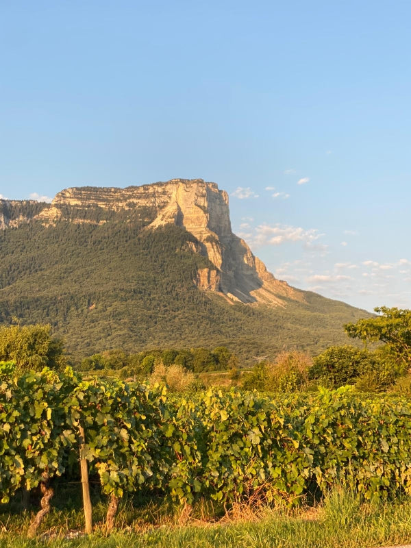 falaise, Apremont, Savoie, domaine Giachino, vins bio, bio, Biodynamie, vins biodynamiques, Giachino, abymes, Etraire, persan, douce noire, Mont Granier, mont blanc, concert , Demeter, Jacquère, cépages anciens, star, naturel, nature, Mondeuse, O'Giac'Sons, viticulture naturelle, 
