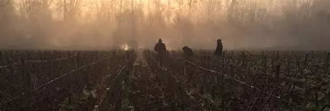 Cuvée de Réserve Brut - Domaine Piollot