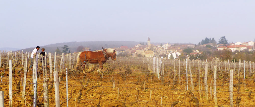 Viré-Clessé Loris 2022 - Domaine des Gandines