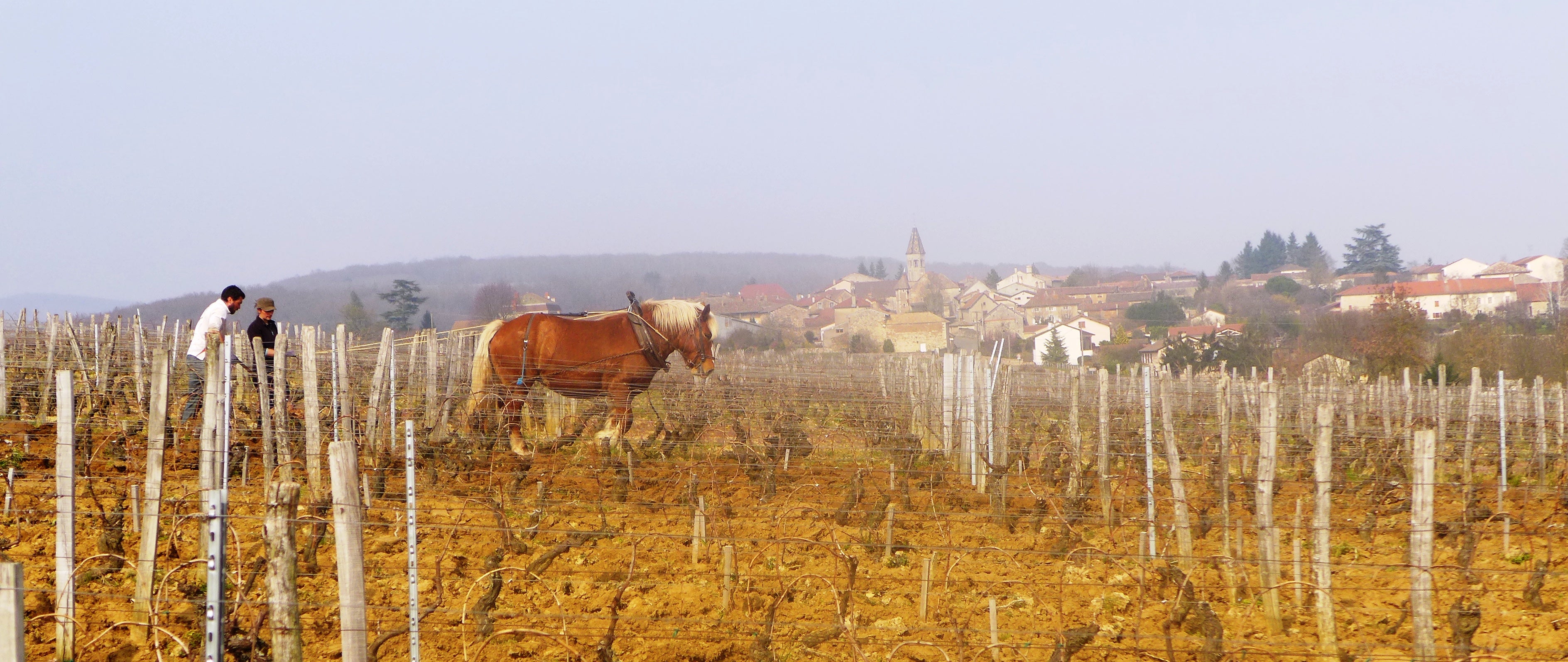 Pinot Noir Les Frangins 2023 - Domaine des Gandines