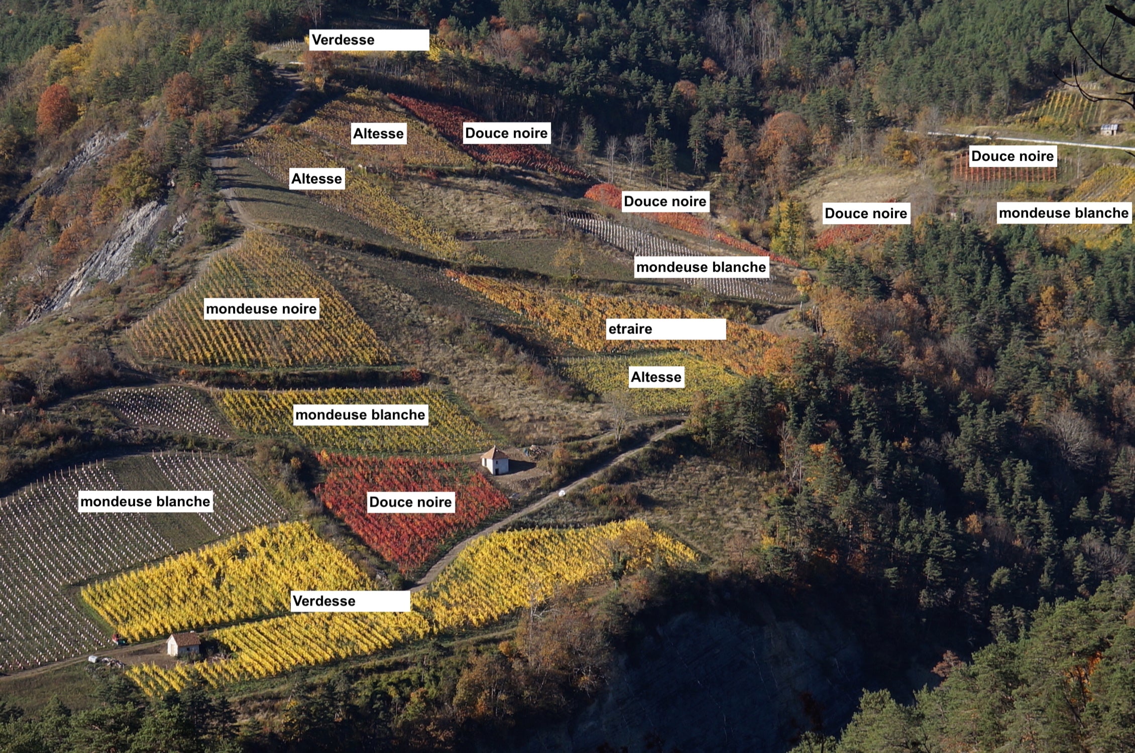 Vignes, Vin Bio, naturel, vieux cépages, passion, vin, Isère, prestige, coteaux, Domaine Bricka, nature, Verdesse, Altesse, Douce noire, Etraire