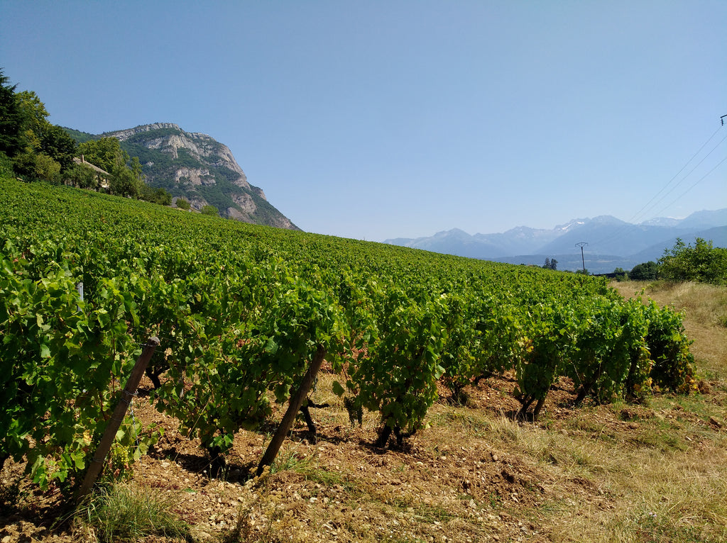 Parcelle Mondeuse Etoile de Gaspard, 
Domaine Pascal, Annick et Noé Quenard, Vins Biodynamie, Demeter, Chignin, Savoie, naturedevin.com