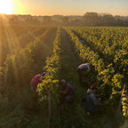 Les vignes des Onglès Domaine des Grouas naturedevin.com, vin Bio, Anjou, Loire, Chenin, nature, 
