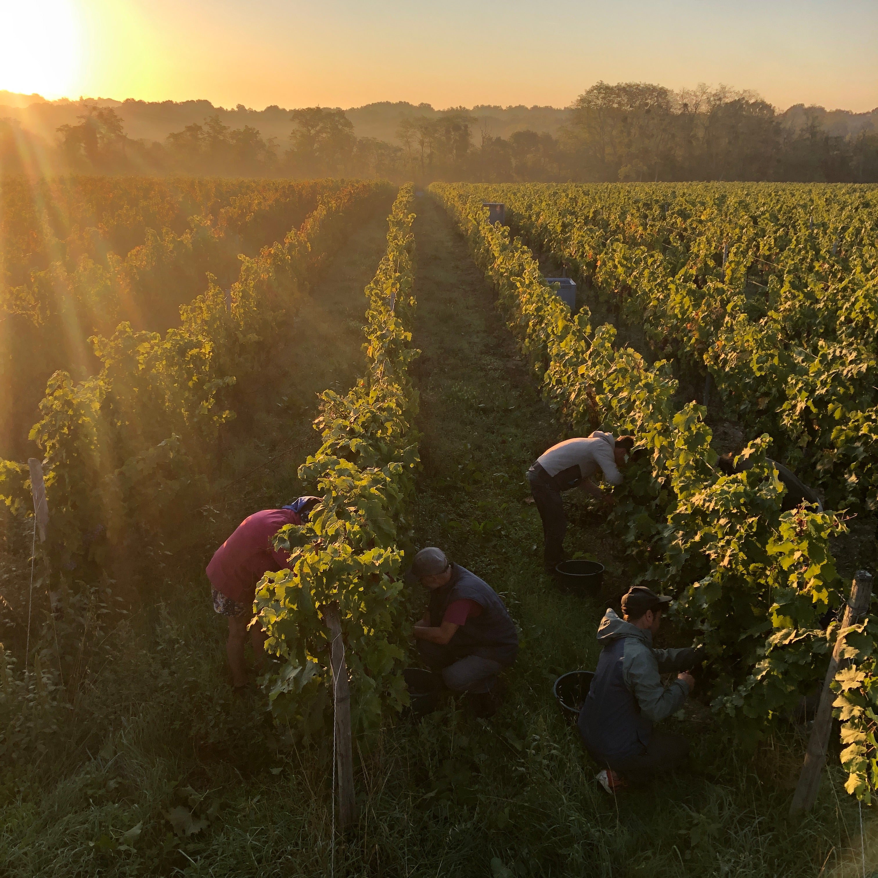 Les vignes des Onglès, Domaine des Grouas naturedevin.com, vin Bio, Anjou, Loire, Chenin, nature, 