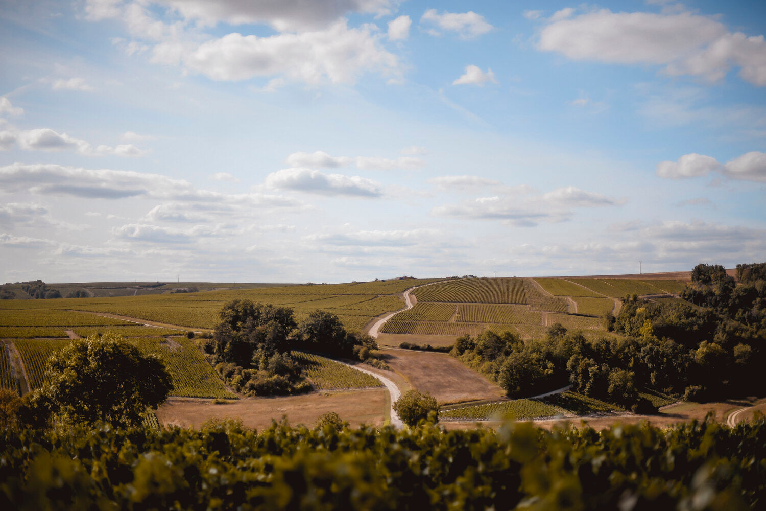 Terroir, Chablis, Montserre, Côte aux prêtres, Château De Béru, vin Bio, Biodynamie, Bio, Demeter, Béru, Bourgogne, Chardonnay, fossiles marins, vibratoire, calendrier, lunaire,