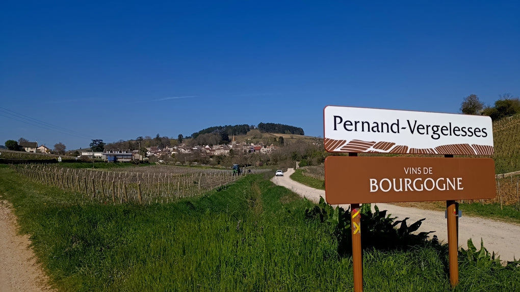 Pernand-Vergelesse, 1er Cru, Les vergelesses, Domaine Pavelot, bourgogne, Bio, pinot noir, naturedevin.com, vin, rouge, grand vin, sans pesticides de synthèse, vins bio, vin bio, bourgogne bio, Corton, Charlemagne, terroir, climat, prestige,