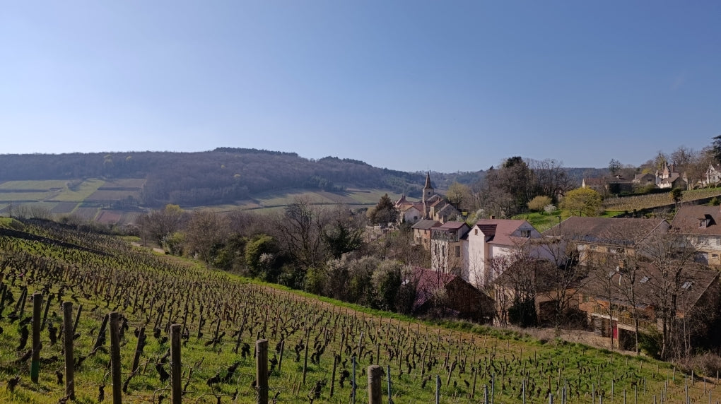 Pernand-Vergelesse, 1er Cru, Les vergelesses, Domaine Pavelot, bourgogne, Bio, pinot noir, naturedevin.com, vin, rouge, grand vin, sans pesticides de synthèse, vins bio, vin bio, bourgogne bio, Corton, Charlemagne, terroir, climat, prestige, paniers, osier,