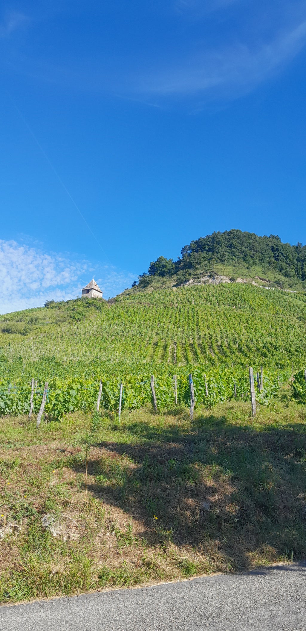 RàS 2020, Cave C'Messieurs, Montagnieu, Bugey, Ain, vins bio, bio, crama cindy, mondeuse, naturel, nature, 