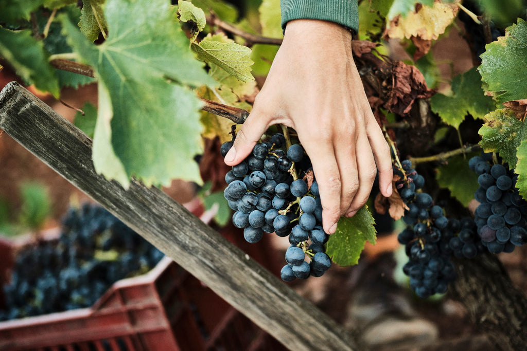 Vendanges, raisins sains, vivants, domaine Sénat, Minervois, vin Bio, naturel, Languedoc