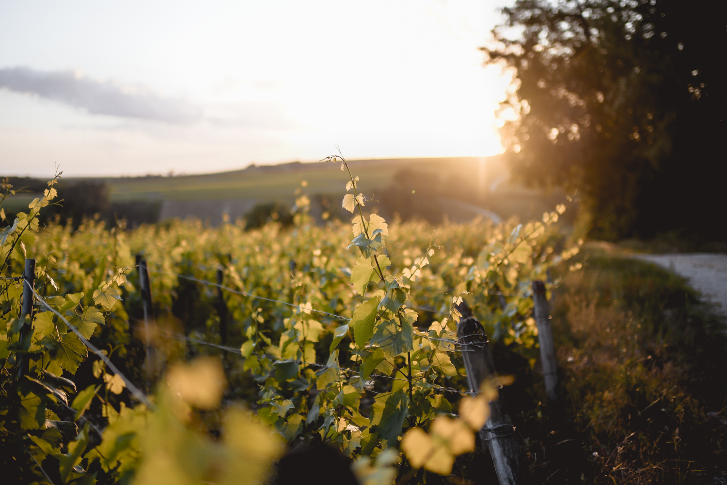 Chablis côte aux Prêtres 2022 - Château De Beru