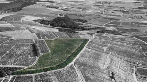 Terroir, Chablis, parcelle Montserre, Château De Béru, vin Bio, Biodynamie, Bio, Demeter, Béru, Bourgogne, Chardonnay, fossiles marins, vibratoire,