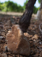 Vin Bio, Barthassade, Languedoc, terrasses du Larzac, naturel, vin nature, amphores, barriques, Bio