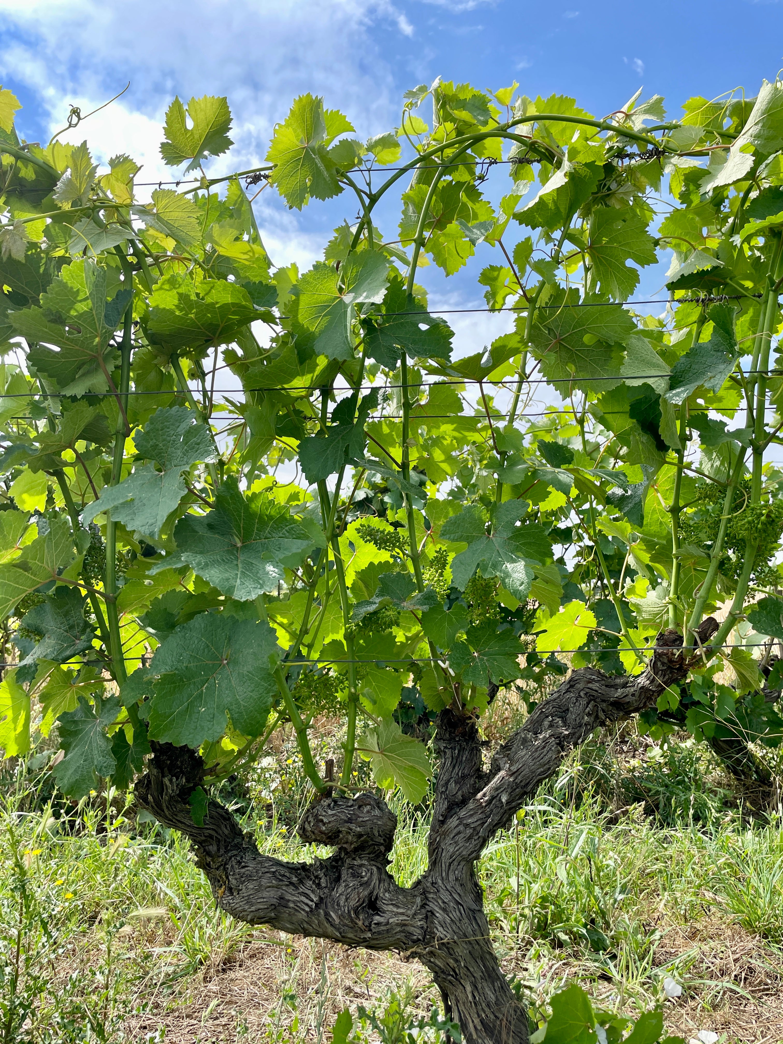 Les vignes au printemps, Domaine des Grouas vin Bio, Anjou, Loire, nature, Chenin
naturedevin.com, Clos du Giron
