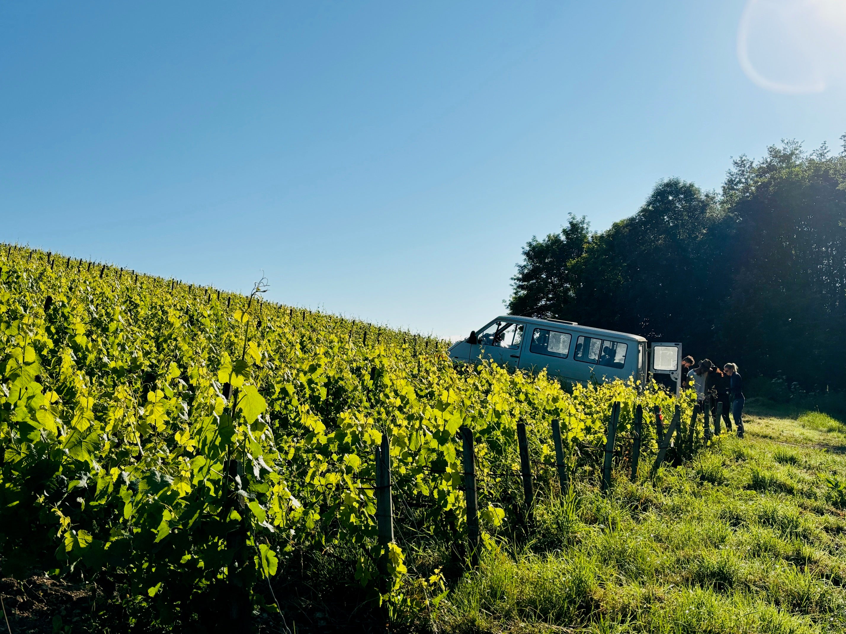 Le vigneron Piollot, Domaine Piollot, Champagne, Brut, Bio, Champagne Bio, Pinot Noir, Chardonnay, sain, vivant, nature, naturel, calcaire, Côte des Bars, vin Bio, bulles Bio, BIODYNAMIE,
