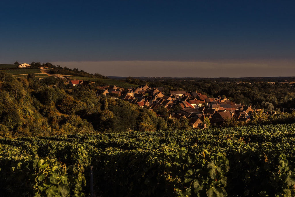 Vignes Bio, Pouilly fumé, Domaine Pabiot, Sancerre, Sauvignon, Loire, Coteaux, Biodynamie, Biodyvin, Demeter, Pabiot, vin Bio