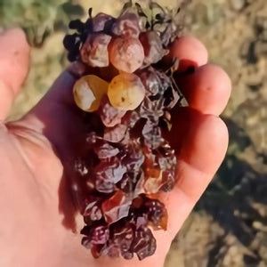 Vendange tardive, Botrytis, Rayon d'Or, 2022, Château Lapeyre, liquoreux, moelleux, sans sulfites ajoutés, Bordeaux