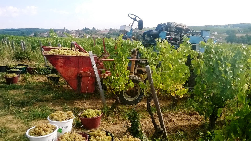 Mâcon-Péronne 2023 - Domaine des Gandines