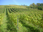 Vignes, coteaux Frangy, 2012, Domaine des Orchis, Héritier, Altesse, Roussette, vin Bio, vi Biodynamique, Biodynamie, vibration, énergie finesse, Savoie, haute-Savoie, Rhône-Alpes, montagnes, exception, Quintessence Altesse, Mondeuse, Orchis, 