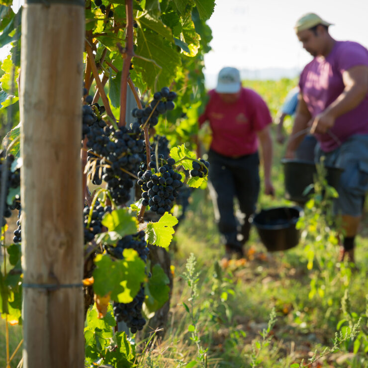 Vendanges, David Reynaud, vin bio, bio, biodynamie, sains, syrah, viognier bio, côtes-du-Rhône, crozes-hermitage, 