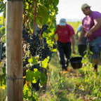 Vendanges, David Reynaud, vin bio, bio, biodynamie, sains, syrah, viognier bio, côtes-du-Rhône, crozes-hermitage, 