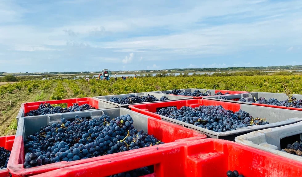 Thierry Michon, vigneron, Famille Michon, Domaine Saint Nicolas, fiefs vendéens, vin bio, Demeter, Biodyvin, nature, bio, réputé, star Loire, Stockinger, foudres, vin naturel, vin Biodynamique, Biodynamie,
