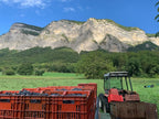 Les vignes, Domaine Finot, Isère, vin Bio, naturel, persan verdesse, etraire, rhône alpes, étonnant, cépages anciens, cépages oubliés, vin blanc bio, vin rouge bio, Chaîne des Belledonne, vendanges,