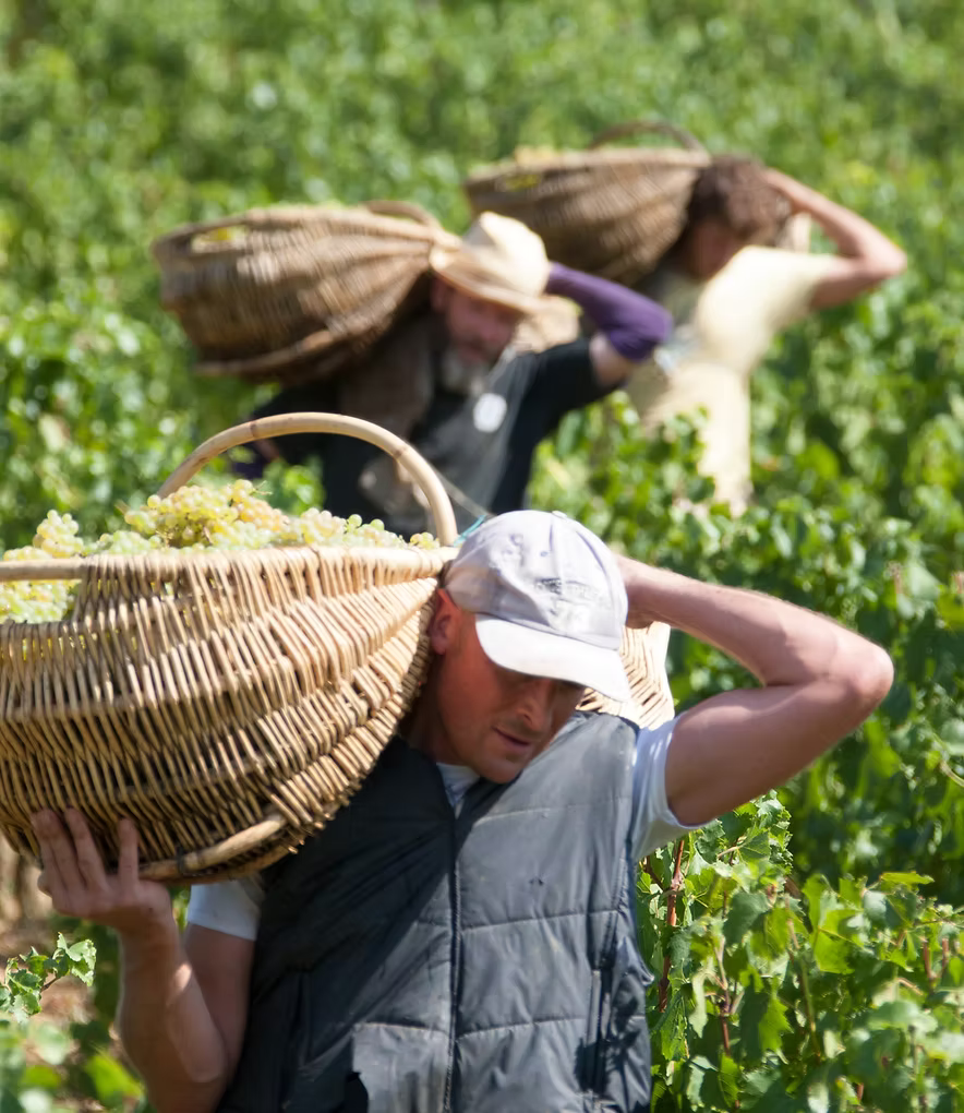 Pernand-Vergelesse, 1er Cru, Les vergelesses, Domaine Pavelot, bourgogne, Bio, pinot noir, naturedevin.com, vin, rouge, grand vin, sans pesticides de synthèse, vins bio, vin bio, bourgogne bio, Corton, Charlemagne, terroir, climat, prestige, paniers, osier,