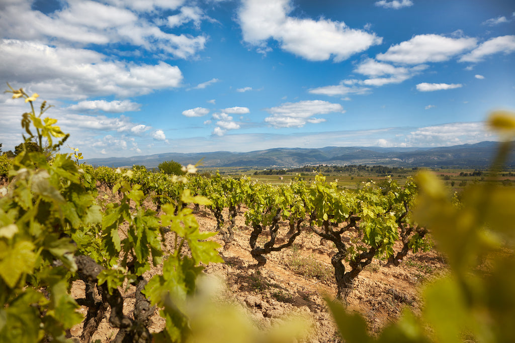 Domaine Sénat, Vignes, Minervois, Bio, naturedevin.com, vins, naturel, vin Bio