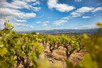 Domaine Sénat, Vignes, Minervois, Bio, naturedevin.com, vins, naturel, vin Bio