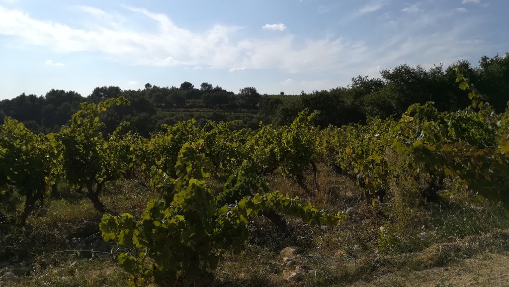 Renaissance 2019 - Domaine Viret