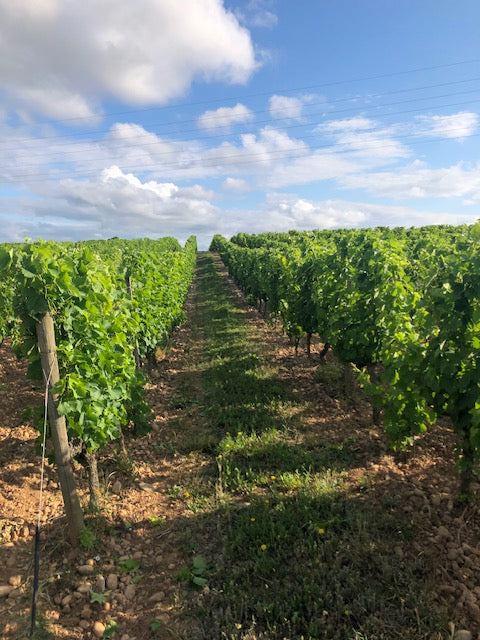 Crozes-Hermitage "Domaine", Domaine des Entrefaux, Crozes-Hermitage, Rhône, vins Bio, Syrah, bio, galets, terroir, Tardy, cave, fûts, foudres, amphores,