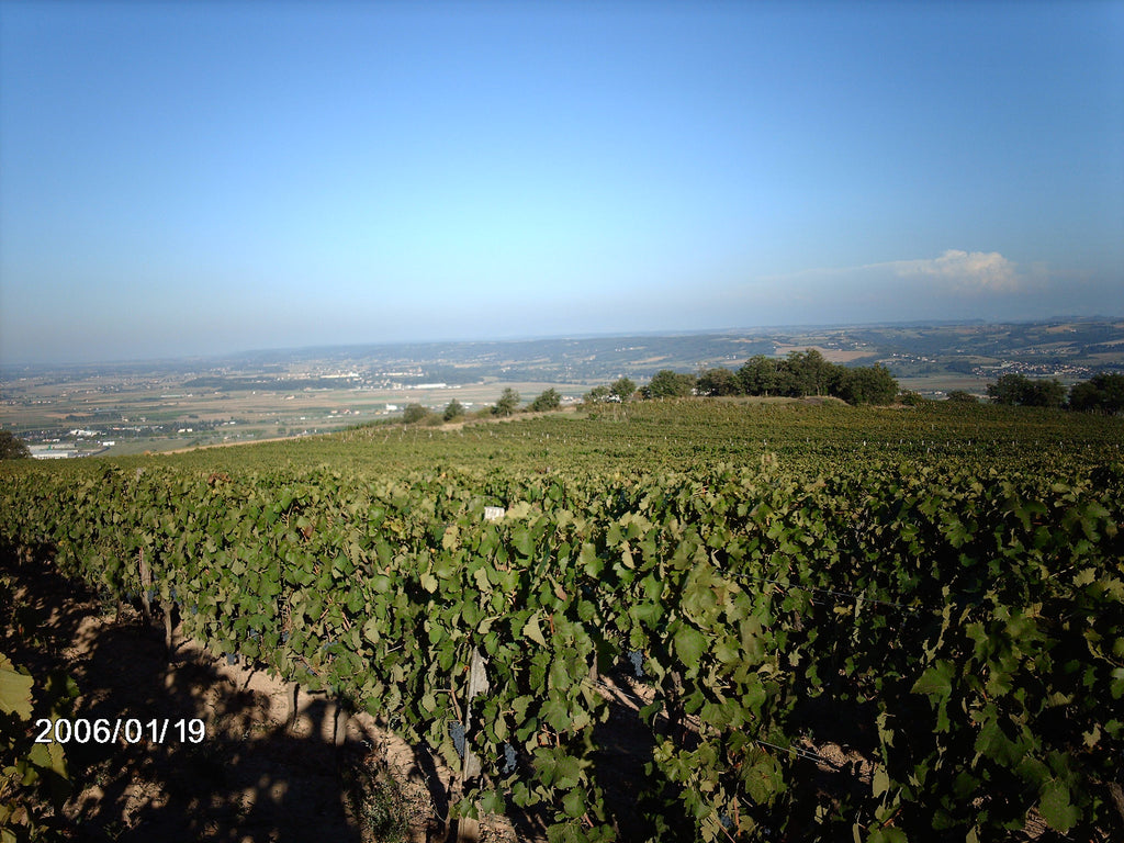 Syrah, Domaine Monier-Perreol, vin Biodynamique, vin Bio, Saint-Joseph, Côtes-du-rhône, Electroculture, vibratoire, grand vin, 