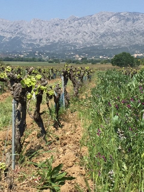 Le Temps des Rêveurs, Provence, Montagne sainte-victoire, artisan, raisins sains, vin Bio, massale, Maillot, sélection, carignan, syrah bio,