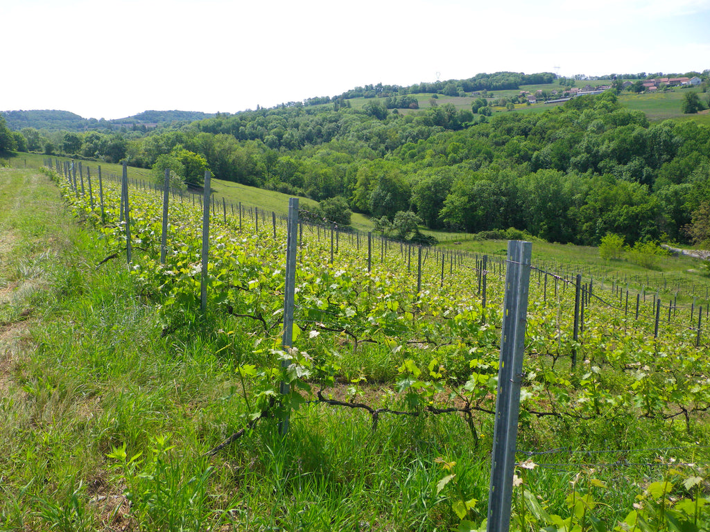 Vignes, coteaux Frangy, 2012, Domaine des Orchis, Héritier, Altesse, Roussette, vin Bio, vi Biodynamique, Biodynamie, vibration, énergie finesse, Savoie, haute-Savoie, Rhône-Alpes, montagnes, exception, Quintessence Altesse, Mondeuse, Orchis, 