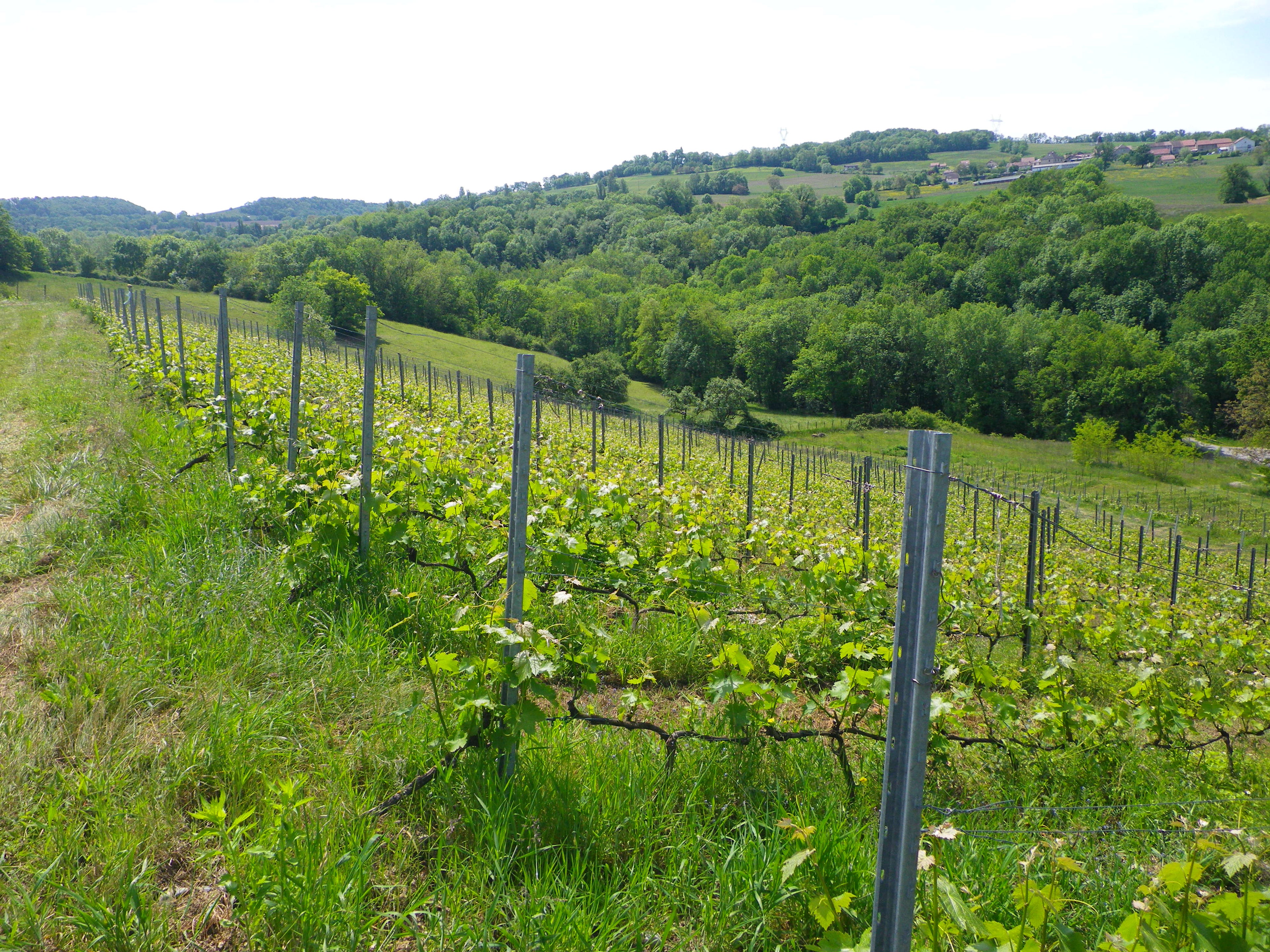 Vignes, coteaux Frangy, 2012, Domaine des Orchis, Héritier, Altesse, Roussette, vin Bio, vi Biodynamique, Biodynamie, vibration, énergie finesse, Savoie, haute-Savoie, Rhône-Alpes, montagnes, exception, Quintessence Altesse, Mondeuse, Orchis, 