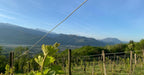 Les vignes, Domaine Finot, Isère, vin Bio, naturel, persan verdesse, etraire, rhône alpes, étonnant, cépages anciens, cépages oubliés, vin blanc bio, vin rouge bio, Chaîne des Belledonne, 