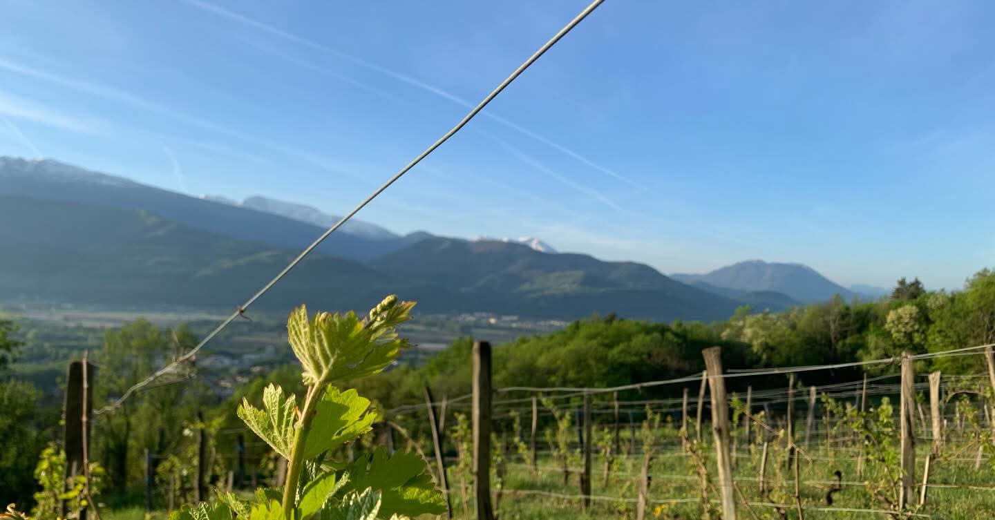 Les vignes, Domaine Finot, Isère, vin Bio, naturel, persan verdesse, etraire, rhône alpes, étonnant, cépages anciens, cépages oubliés, vin blanc bio, vin rouge bio, Chaîne des Belledonne, 