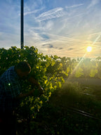 Crozes-Hermitage "Domaine", Domaine des Entrefaux, Crozes-Hermitage, Rhône, vins Bio, Syrah, bio, galets, terroir, Tardy, cave, fûts, foudres, amphores,