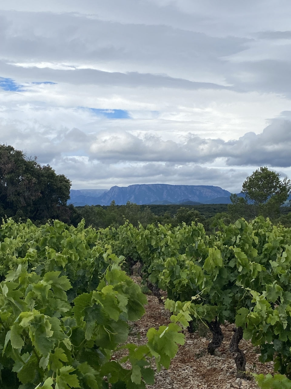 Cep, Domaine Les Eminades, vin, Languedoc, Bettoni, syrah, vin bio, vin biodynamique,  Saint-Chinian, naturel, biodynamique, nature, indigènes, vignes centenaires, 