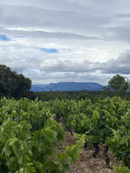 Cep, Domaine Les Eminades, vin, Languedoc, Bettoni, syrah, vin bio, vin biodynamique,  Saint-Chinian, naturel, biodynamique, nature, indigènes, vignes centenaires, 